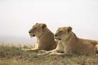 Double-click here to change image