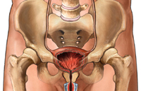 Bladder Health